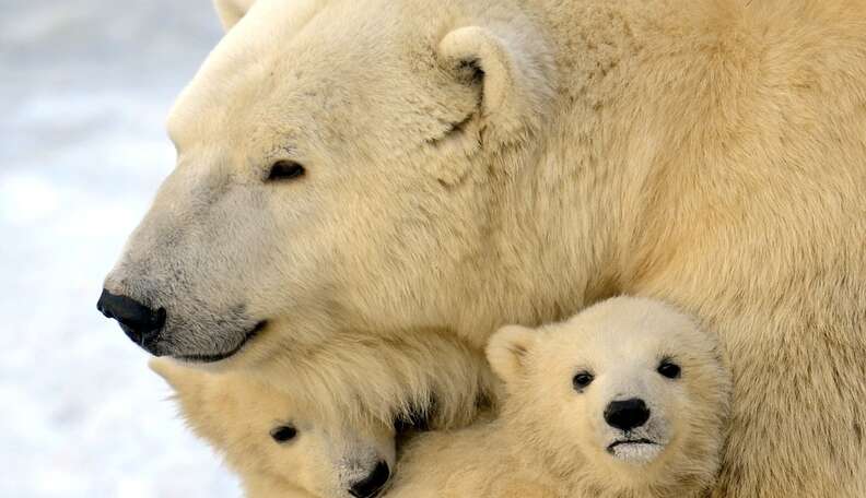 Calling all fierce Mama Bears! Show the world you protect what's