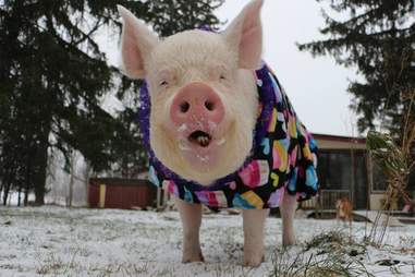 Pig Wears Adorable Hat When She Goes Out Into The Snow - The Dodo