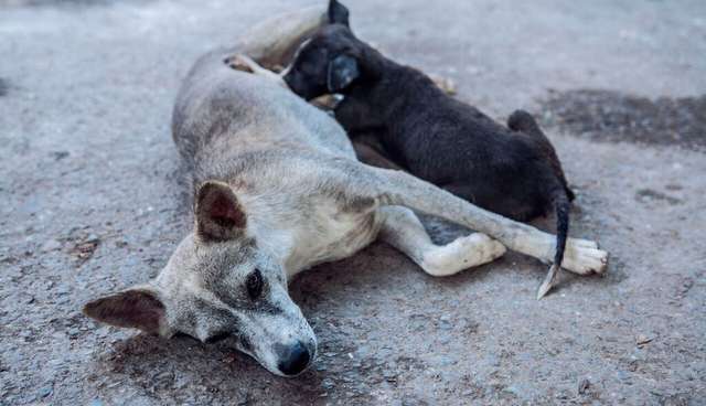 Telugu Breaking News Roundup Today-Dogs In Telugu States Having Throat Infections