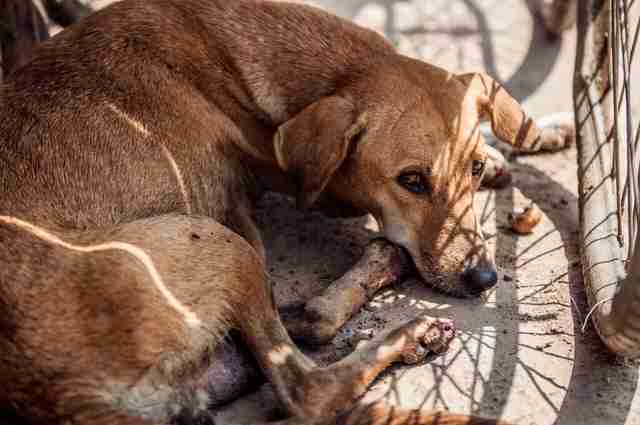 why-are-there-so-many-street-dogs-in-india-the-dodo