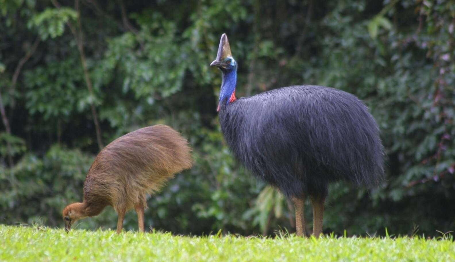 Are You My Mother? 8 Baby Animals Who Look Nothing Like Their Parents ...