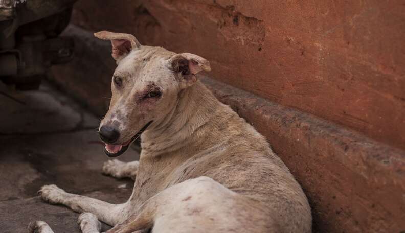 Why Are There So Many Street Dogs in India? - The Dodo