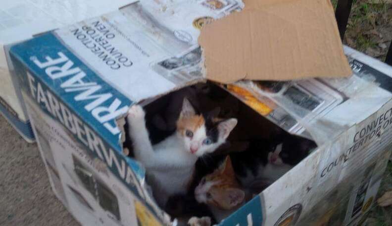 How to find a hidden sale litter of kittens