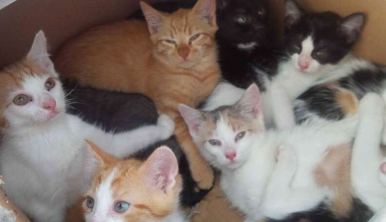 Here s What To Do If You Find A Litter Of Kittens The Dodo