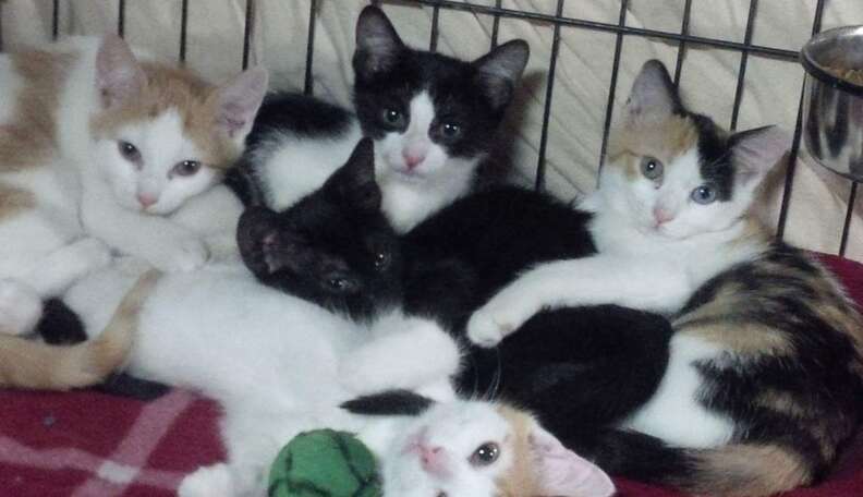 A litter of cats sale