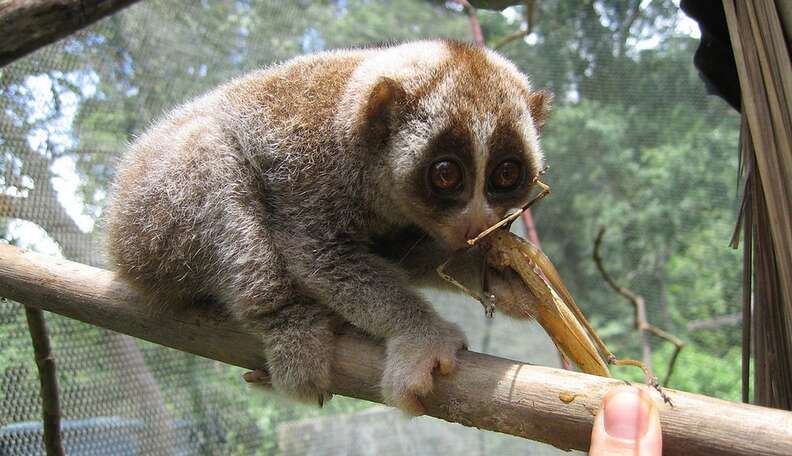 Super Cute Animals ... Who Are Also Venomous - The Dodo Super Cute Animals ... Who Are Also Venomous - The Dodo