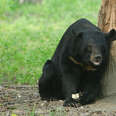 From Bile Farm To Absolute Babe - The Story of Peter Bear