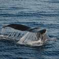 Illegal Whale Killing May Start Again Because Of Bogus 'Science' Excuse