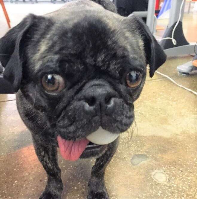 Dog Is Heartbroken That Store No Longer Sells His Favorite Toy - The Dodo