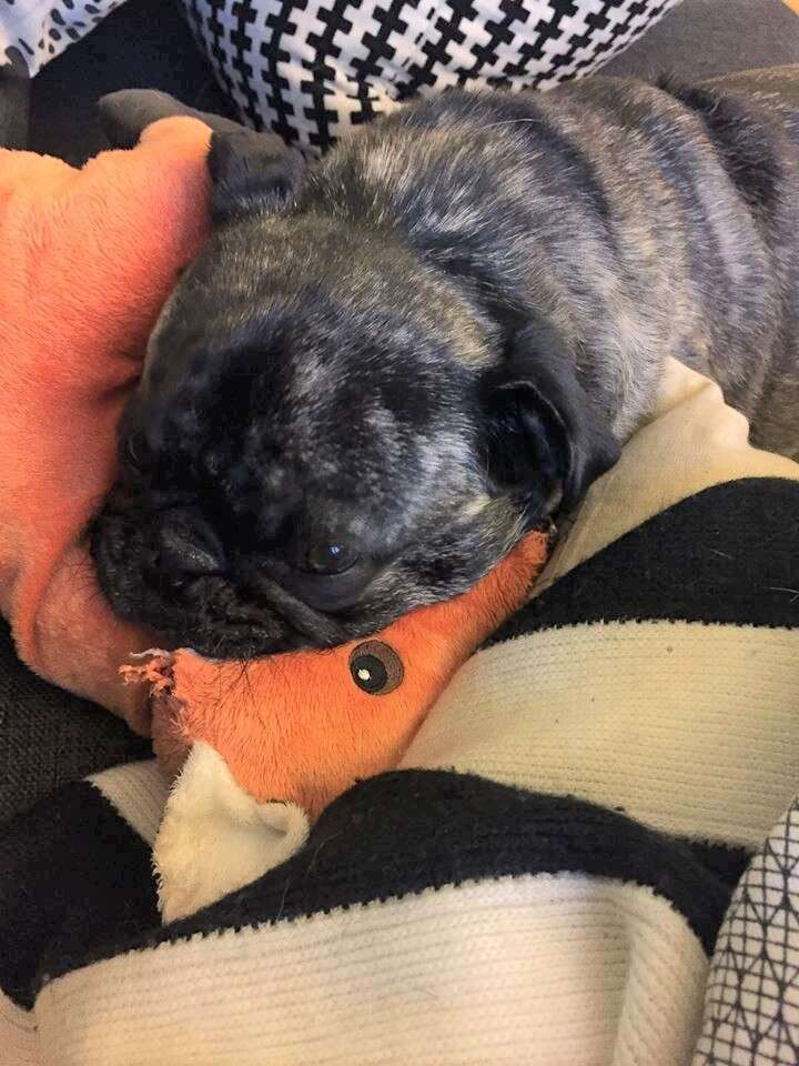 Dog Is Heartbroken That Store No Longer Sells His Favorite Toy The Dodo