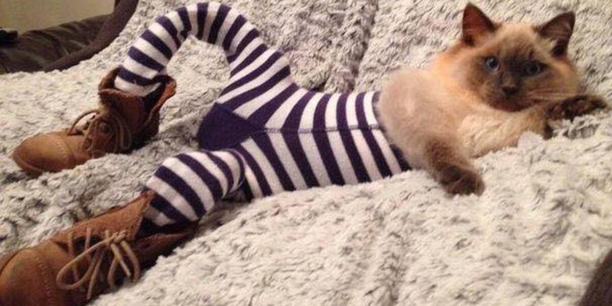 Cats Wearing Tights Is Your New Favorite Thing