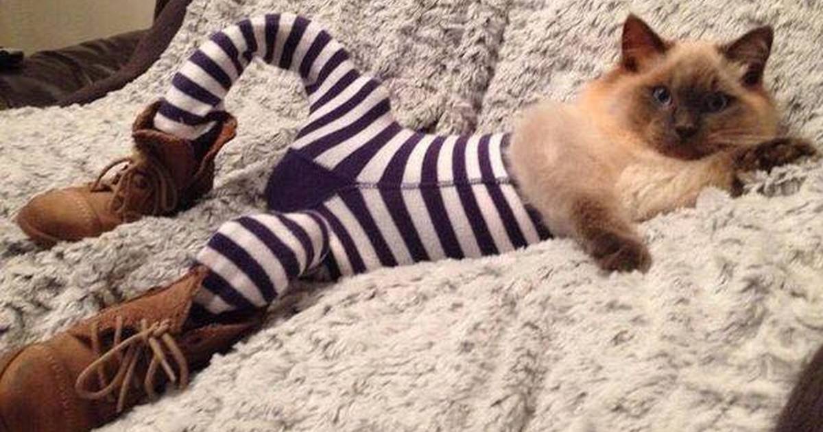 Cats Wearing Tights Is The Greatest (Or Worst) Thing To Ever