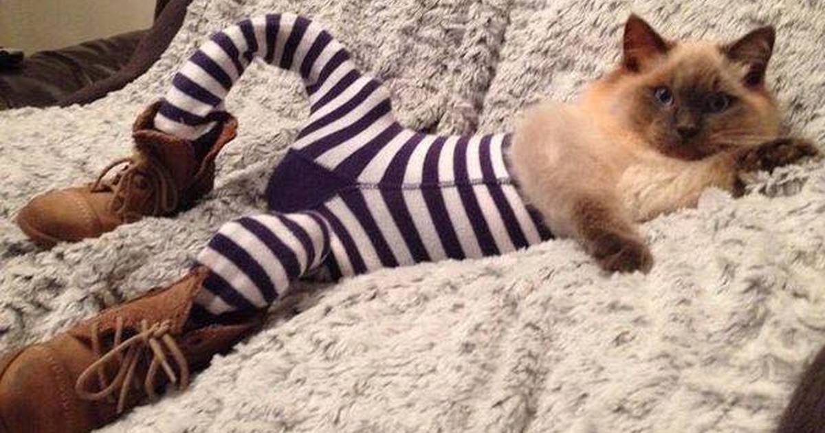 Cats Wearing Tights