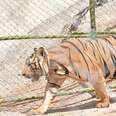 Rescued Tigers Might Be Sent Back To Nightmare 'Temple'