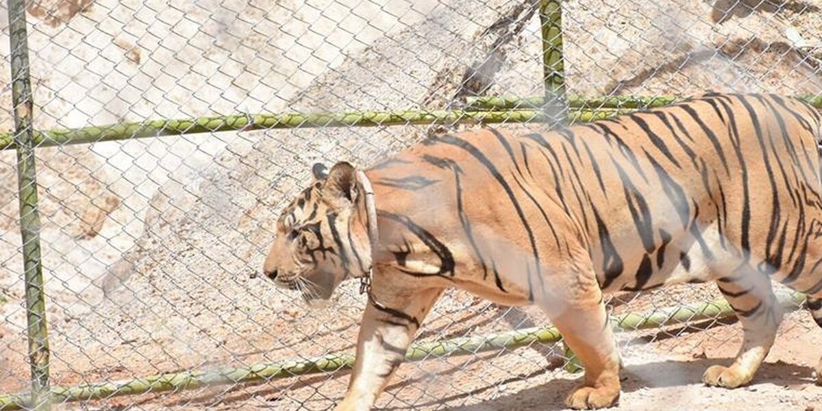 Months After Raid on Infamous Tiger Temple, Plans for Offshoot Zoo Forge  Ahead