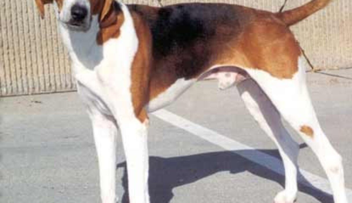 What kind of dog 2024 did george washington have