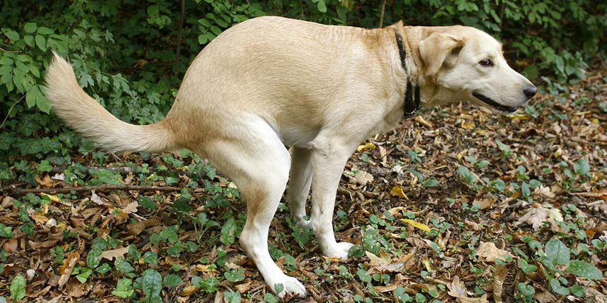 4 Easy Tips To Help You Deal With Dog Poop - The Dodo