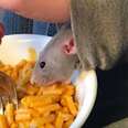 Rat Rescued From Tiny Fish Tank Goes To School With Her Mom Now