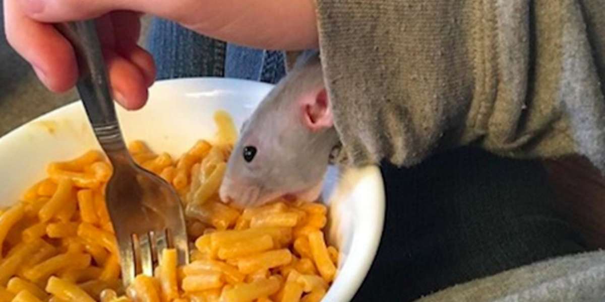 Rat Rescued From Tiny Fish Tank Goes To School With Her Mom Now The Dodo
