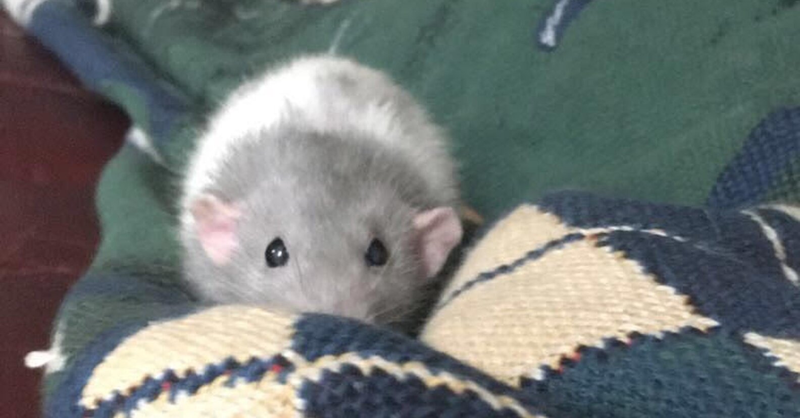 Rat Rescued From Tiny Fish Tank Goes To School With Her Mom Now - The Dodo