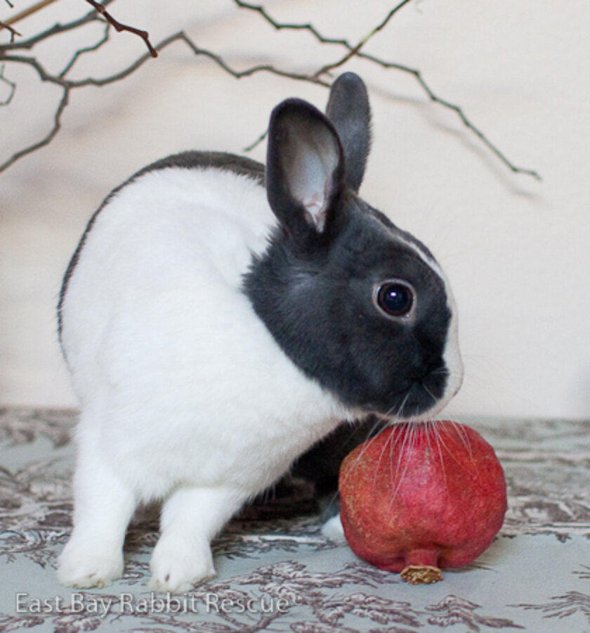 East Bay Rabbit Rescue Dutch Bunny Finds Love Again - The Dodo