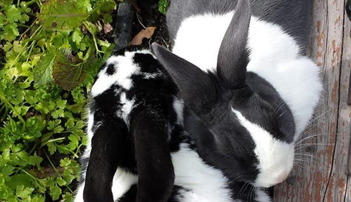 East Bay Rabbit Rescue Dutch Bunny Finds Love Again - The Dodo