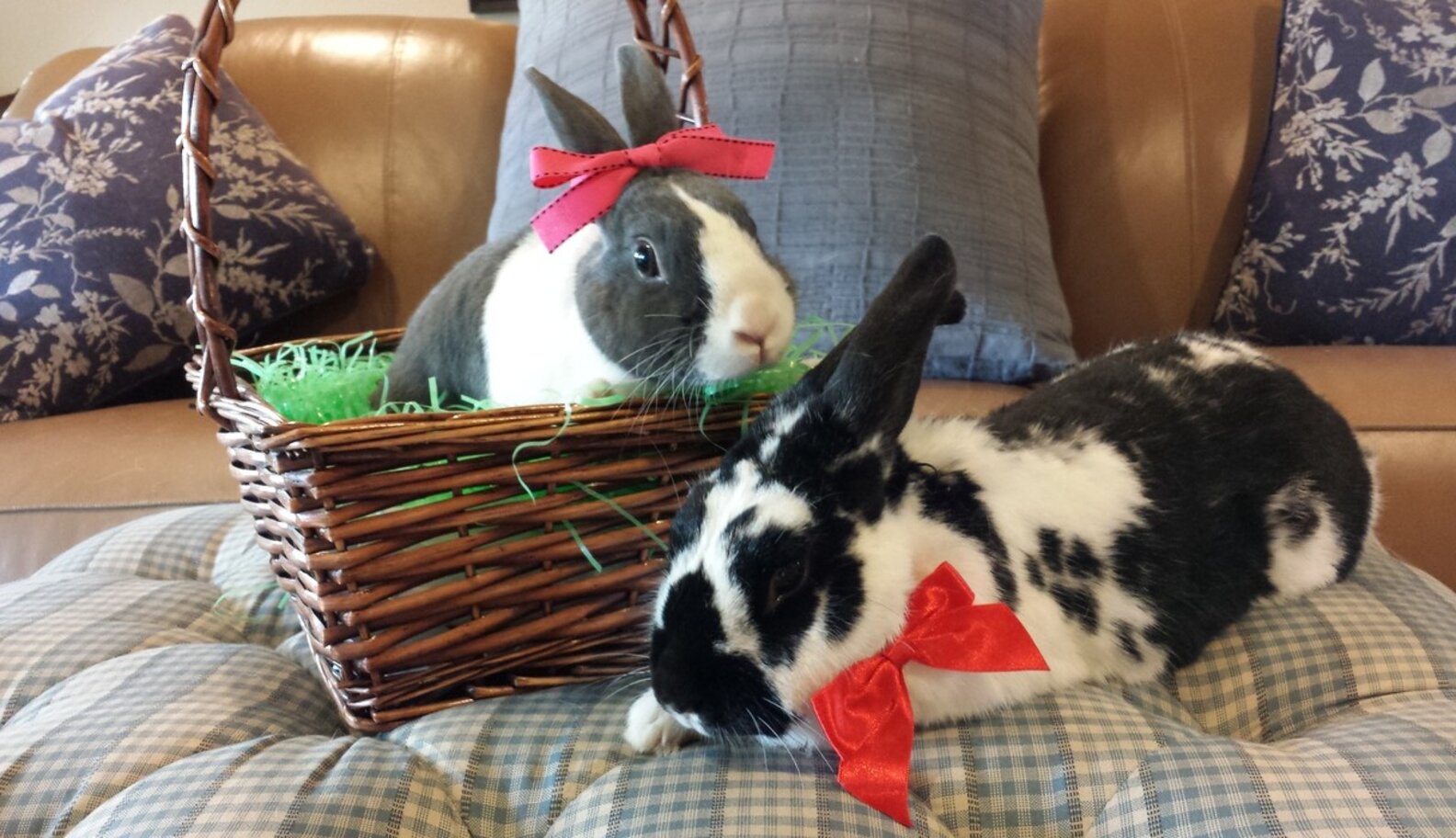 East Bay Rabbit Rescue Dutch Bunny Finds Love Again - The Dodo