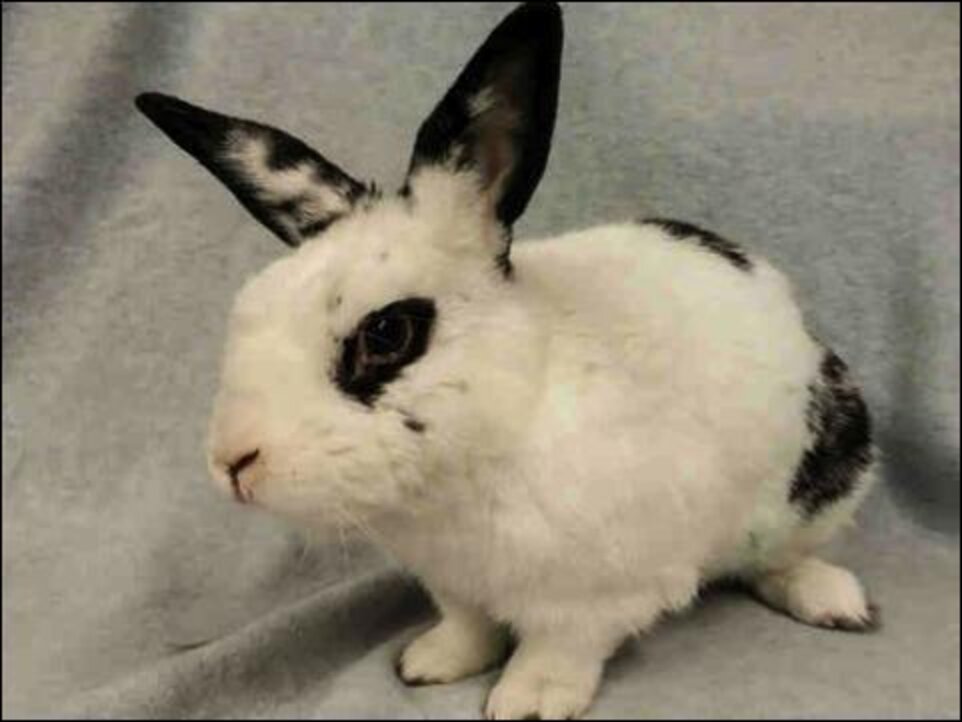 East Bay Rabbit Rescue Dutch Bunny Finds Love Again - The Dodo