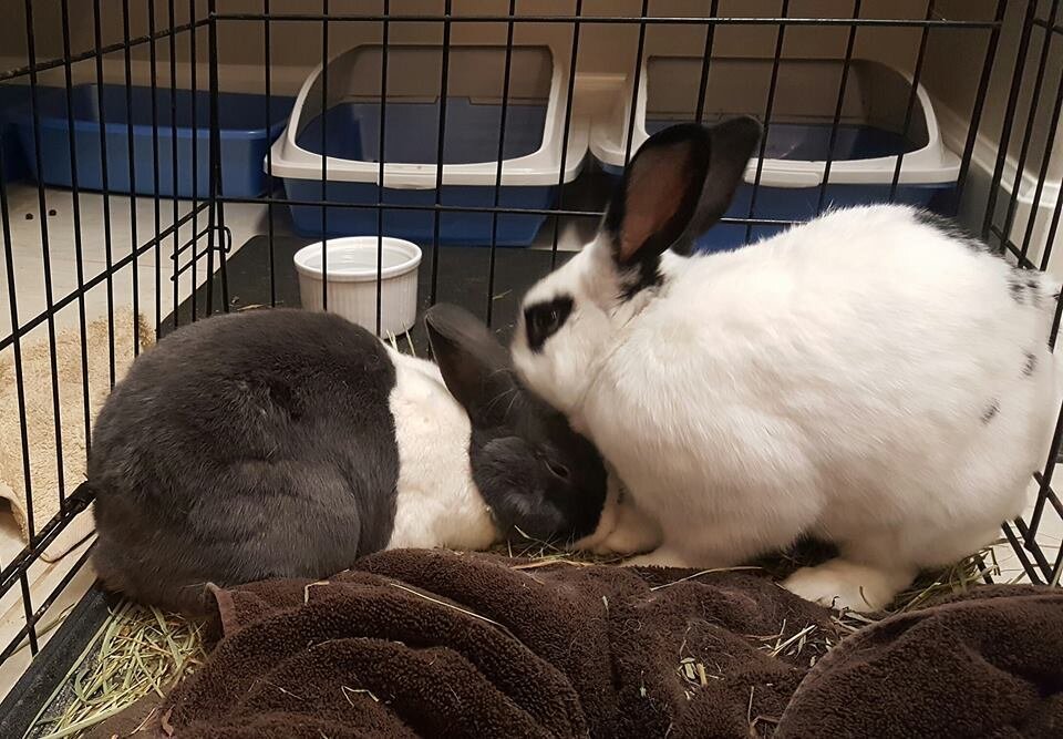 East Bay Rabbit Rescue Dutch Bunny Finds Love Again - The Dodo