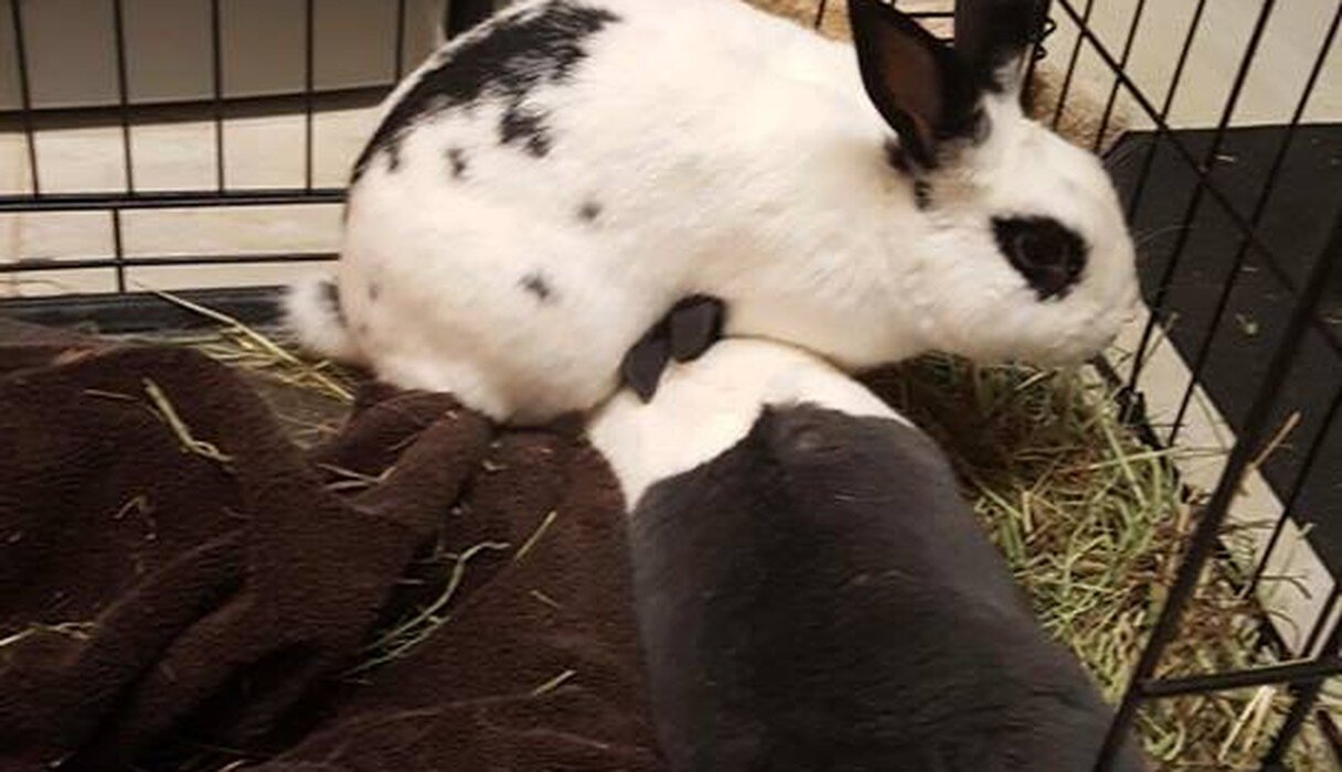 East Bay Rabbit Rescue Dutch Bunny Finds Love Again - The Dodo