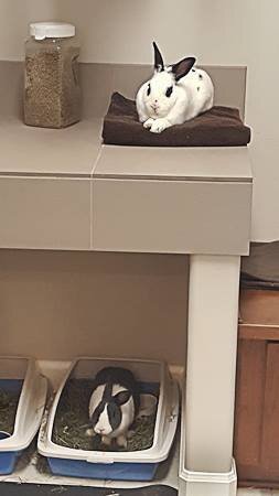 East Bay Rabbit Rescue Dutch Bunny Finds Love Again - The Dodo
