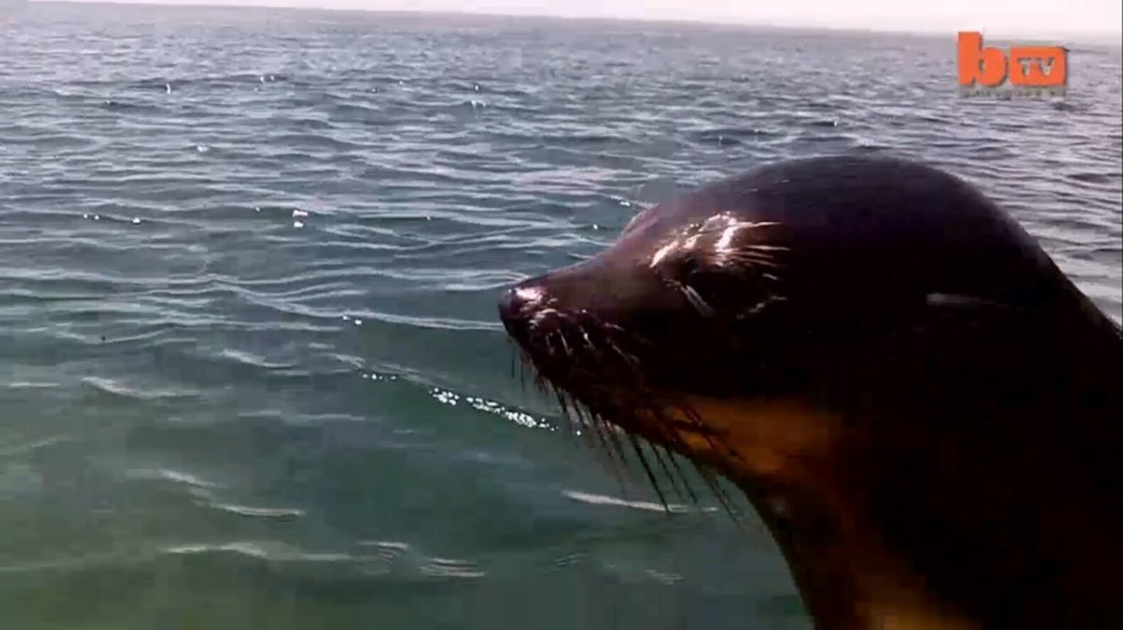 Friendly Seal Hops Onto Kayaker's Boat The Dodo
