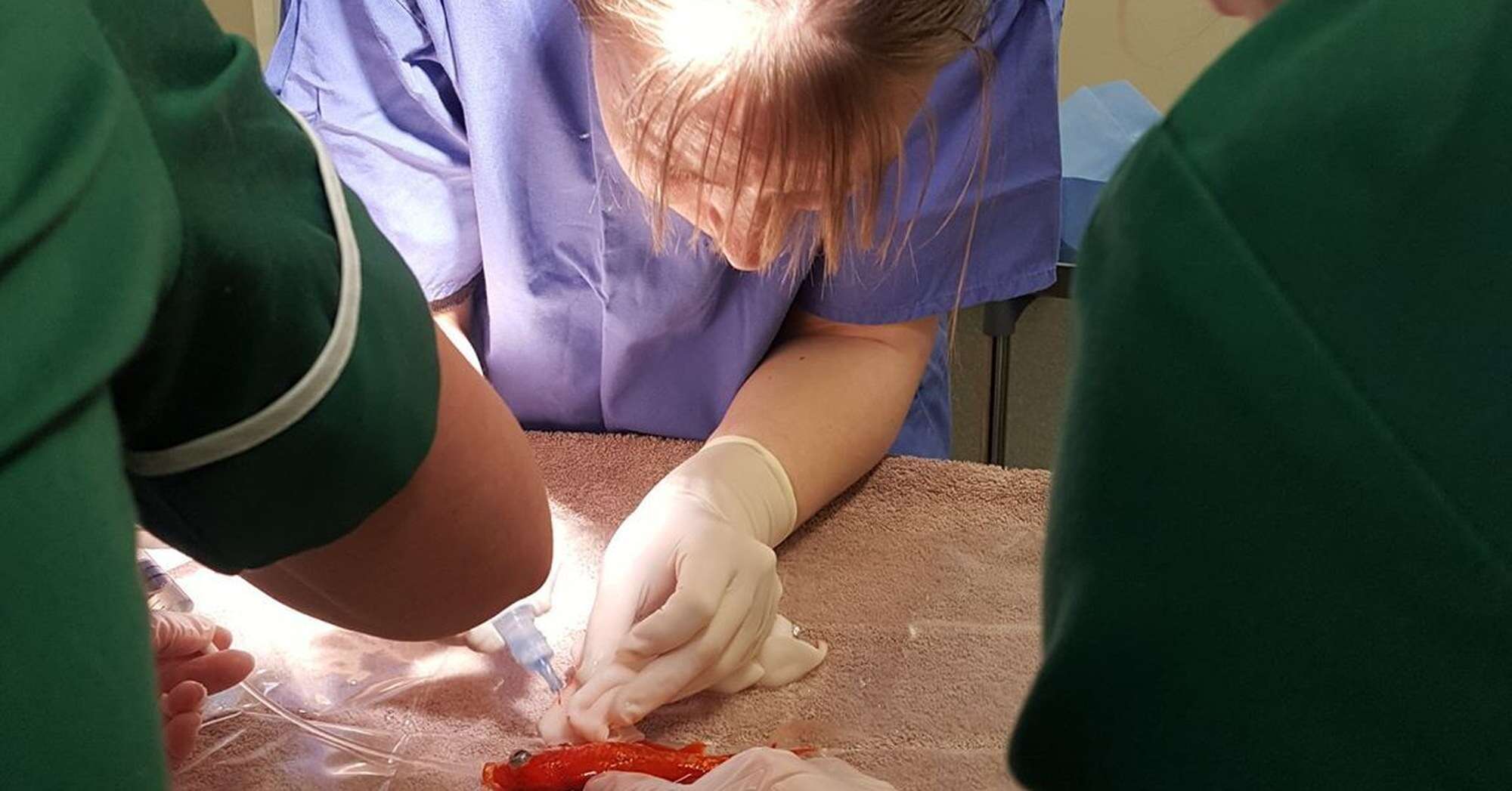 20 year old goldfish has surgery 
