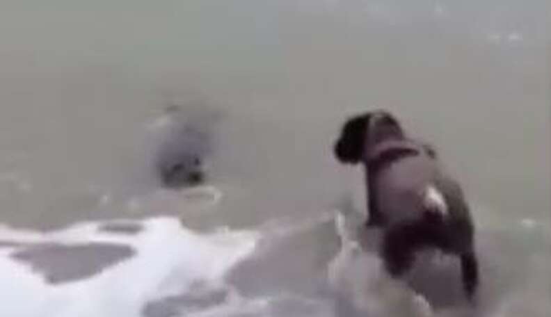 are seals friendly like dogs