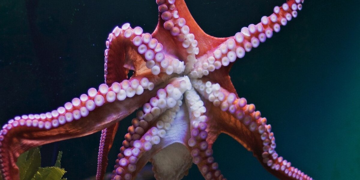 Severed Octopus Arms Have a Mind of Their Own, Smart News