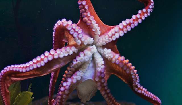 Octopus Arms Have Minds Of Their Own -- So How Do They Know To Avoid ...