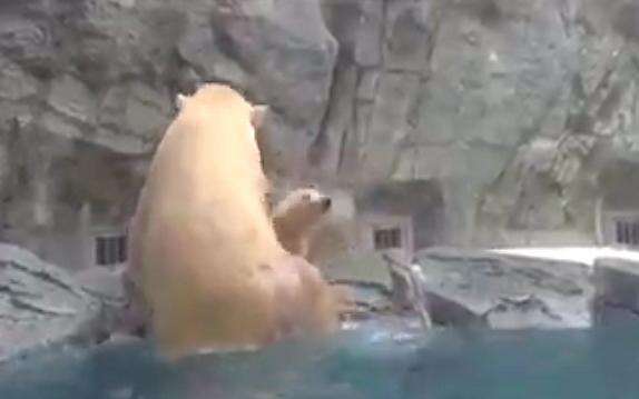 Mother Polar Bear Rushes To Her Baby Drowning In Tank - The Dodo