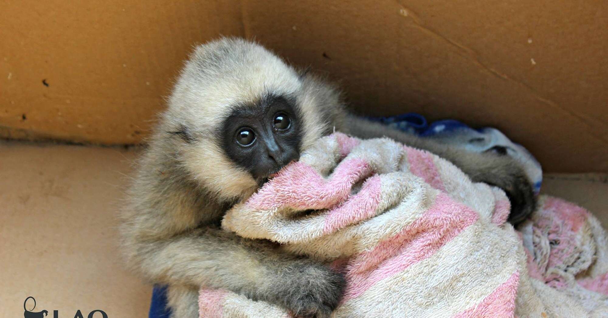 Orphaned gibbon seized from traffickers