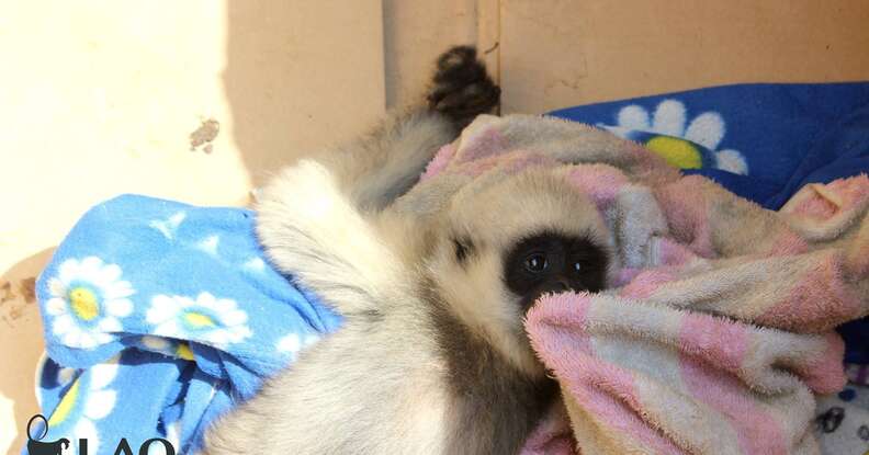 Orphaned gibbon seized from traffickers in Laos