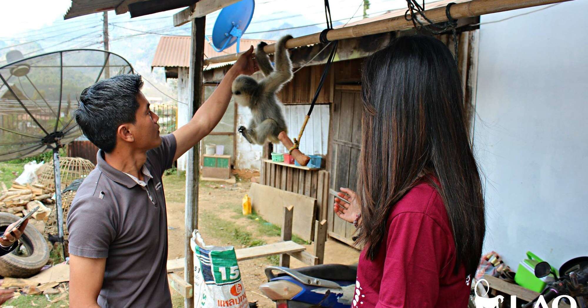 Orphaned gibbon with rescuers