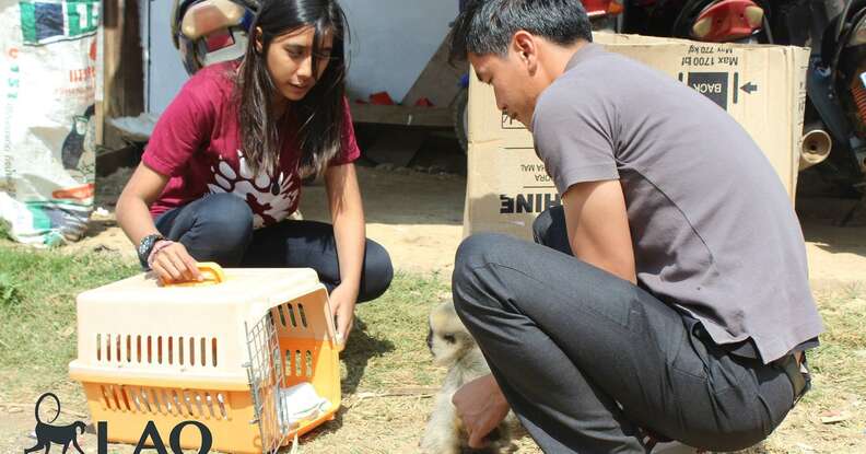 Orphaned gibbon seized in Laos with rescuers