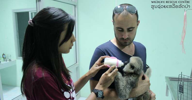 Orphaned gibbon getting bottle-fed by rescuers in Laos