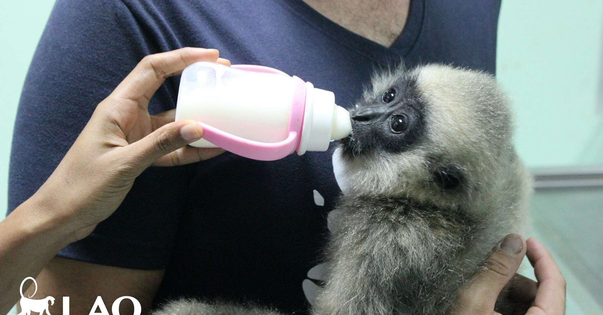 Orphaned gibbon getting bottle-fed by rescuers in Laos