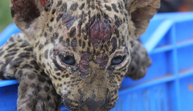 4 Baby Leopards Stranded In Fire Get The Sweetest Reunion - The Dodo