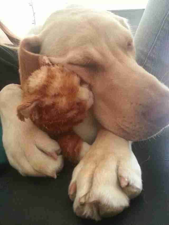 dog sleeping with stuffed animal