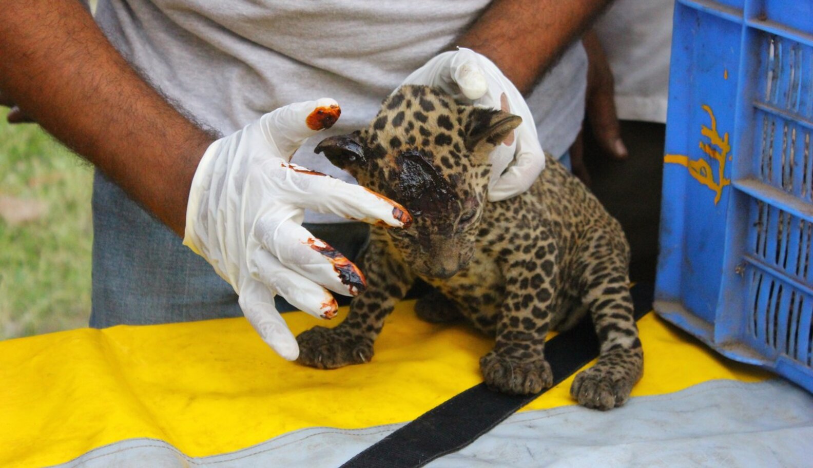4 Baby Leopards Stranded In Fire Get The Sweetest Reunion - The Dodo