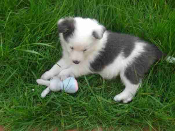 dogs and their stuffed animals