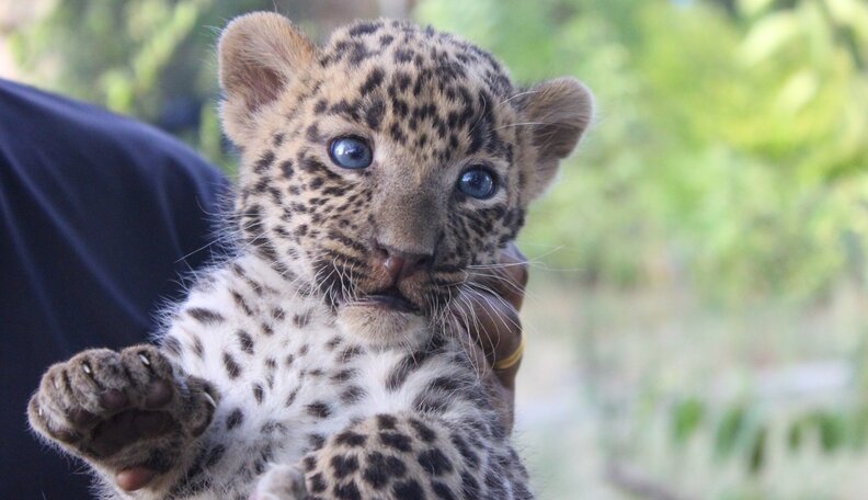4 Baby Leopards Stranded In Fire Get The Sweetest Reunion - The Dodo