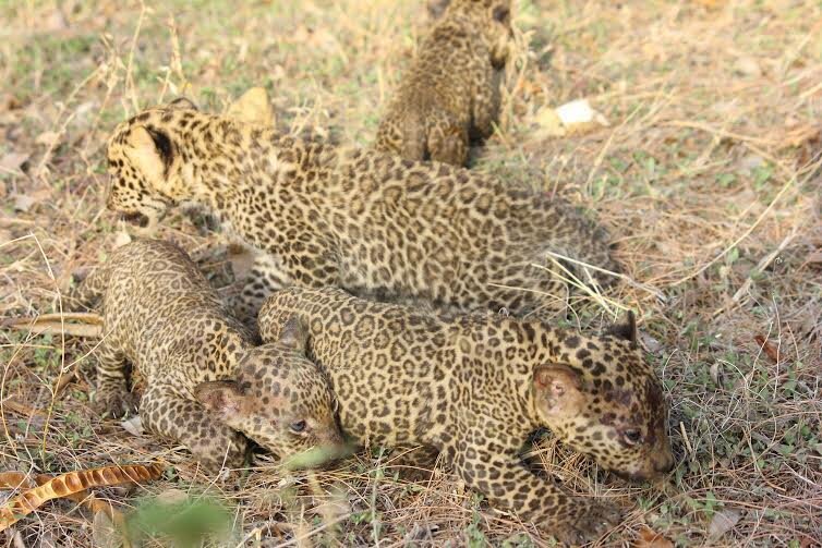 4 Baby Leopards Stranded In Fire Get The Sweetest Reunion - The Dodo