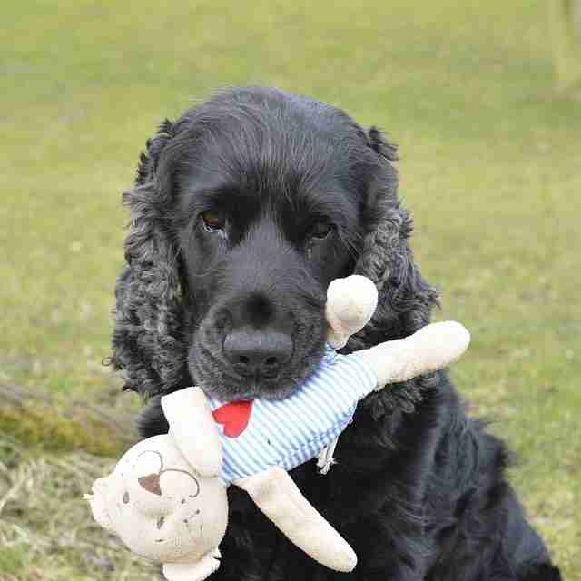 dogs and their stuffed animals